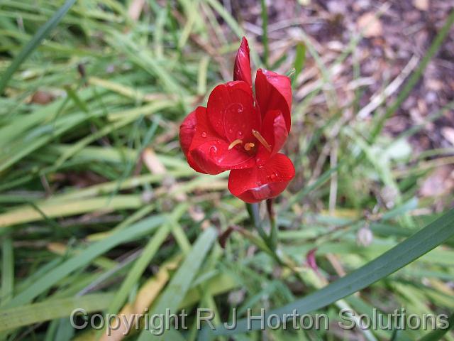 Schizostylis red